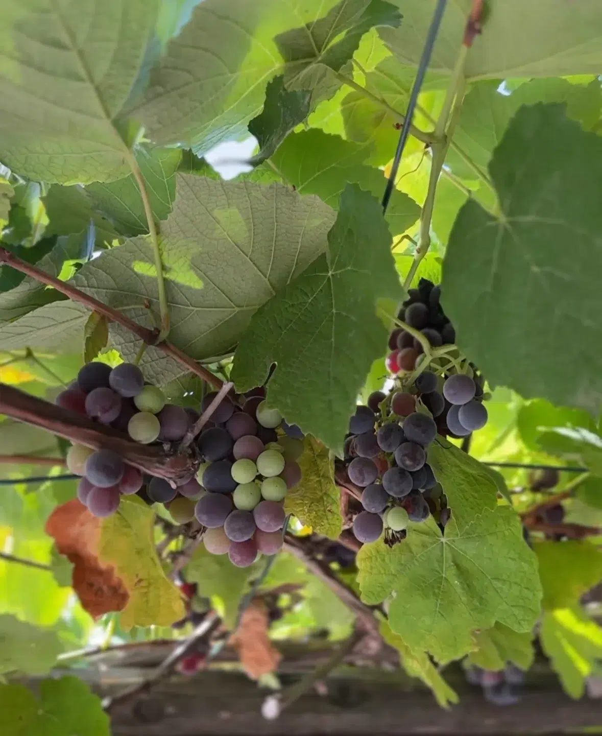 Parpali Köy Kahvaltısı Bodrum 4 parpali kahvalti bodrum uzum